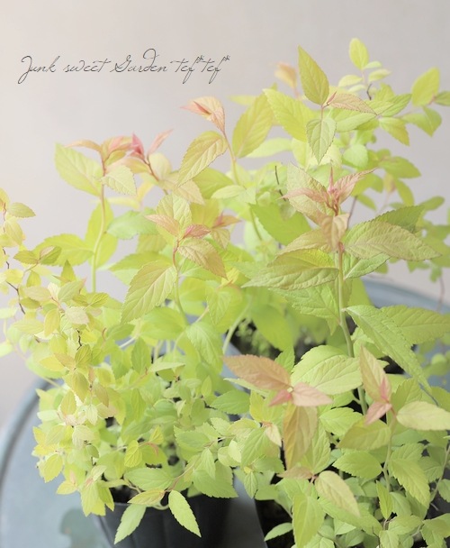 ����ĥ�(���ԥ饨��)���إ�����ɥե졼���