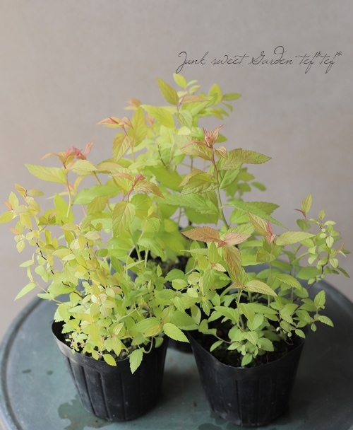 ����ĥ�(���ԥ饨��)���إ�����ɥե졼���