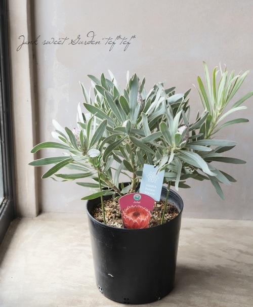 �ץ��ƥ����إ���ꥨ�åȡ١��������ȥ�ꥢ��ץ���