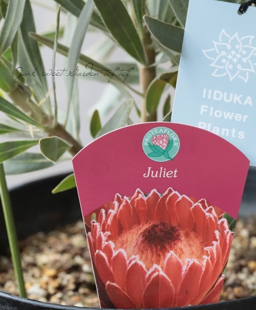プロテア 『ジュリエット』 オーストラリアンプランツ | すべての商品