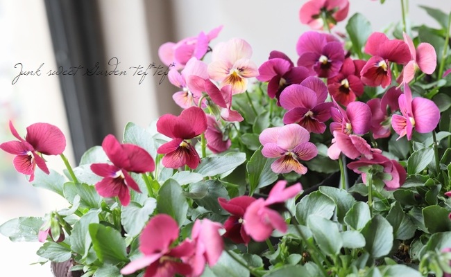 ☆みもとビオラ 『ココの夢』 ワイン | すべての商品 | | Junk sweet