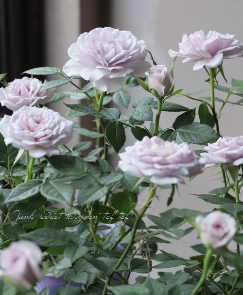 �ߥ˥Х顡�إ����󥿡��ޥ��å��١�����