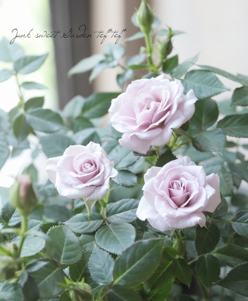 ミニバラ 『ウィンターマジック』 強香 | すべての商品 | | Junk sweet