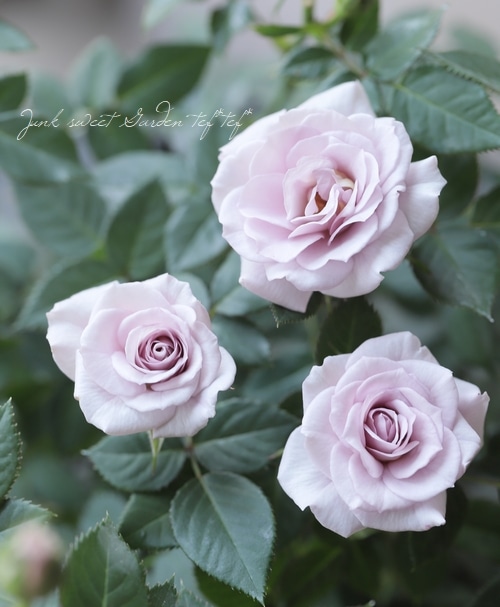 ミニバラ 『ウィンターマジック』 強香 | すべての商品 | | Junk sweet