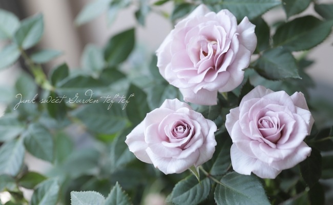 強香り♡フリルのシックな薔薇 ミニバラ 『ウィンターマジック』 強香 | すべての商品 | | Junk sweet