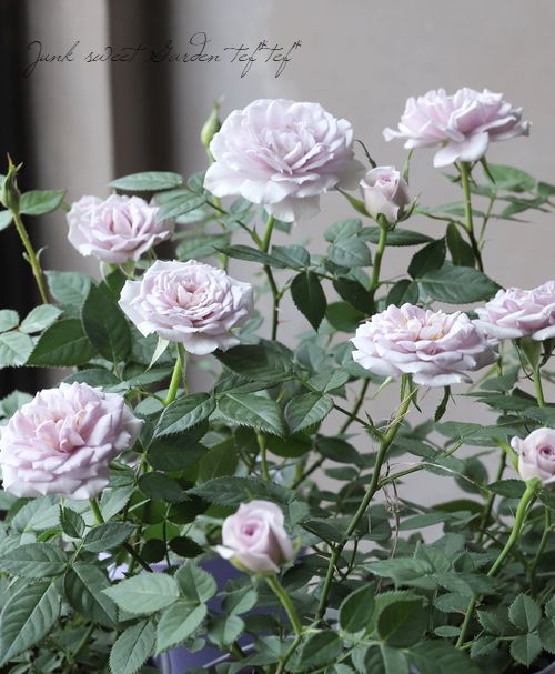 �ߥ˥Х顡�إ����󥿡��ޥ��å��١�����