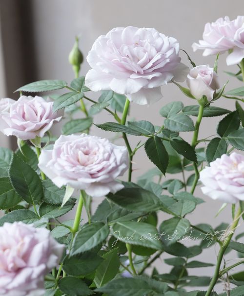 ミニバラ 『ウィンターマジック』 強香 | すべての商品 | | Junk sweet