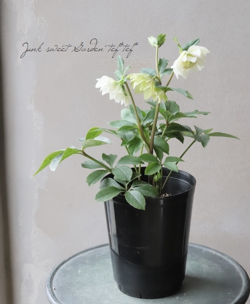 小野寺交配】 八重咲きクリスマスローズ 『No.M』 | すべての商品