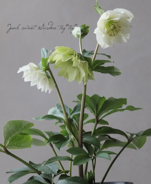 専用　ポット発送　1025 【❤️極上❤️チビチビ❤️蜃気楼】クリスマスローズ 小野寺交配】 八重咲きクリスマスローズ 『No.M』 | すべての商品