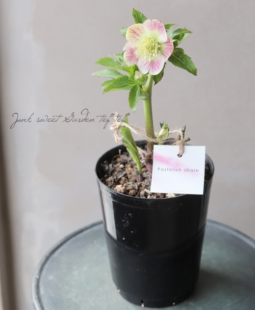 大和園】 クリスマスローズ 『パステリッシュストレイン』 【No.27