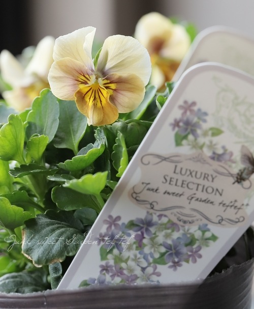 LUXURY SELECTIONtef*tef*ꥸʥ ӥإե⥫١