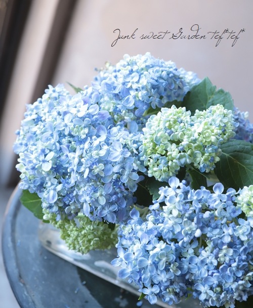 おたふく紫陽花 手まり咲き 三河千鳥 ミカワチドリ ブルー系 すべての商品 Junk Sweet Garden Tef Tef おたふく紫陽花 手まり咲き 三河千鳥 ミカワチドリ ブルー系 すべての商品 Junk Sweet Garden Tef Tef