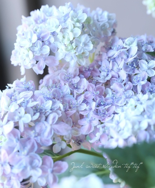 おたふく紫陽花 手まり咲き 『三河千鳥 -ミカワチドリ-』 ブルー