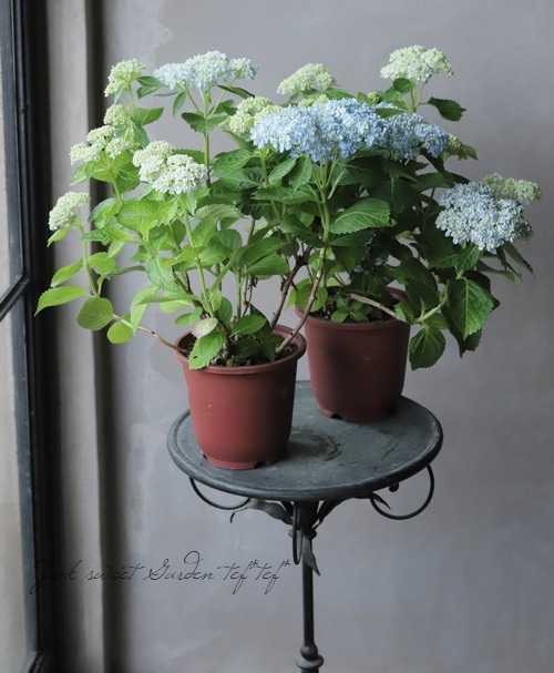 おたふく紫陽花 手まり咲き 『三河千鳥 -ミカワチドリ-』 ブルー