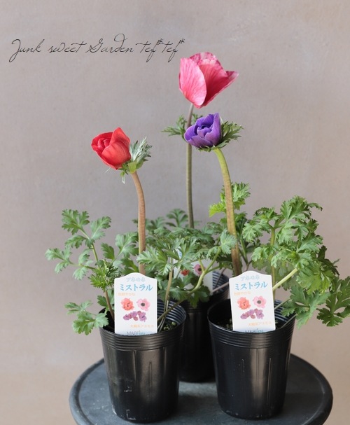 大輪系アネモネ 『ミストラル』 MIX | すべての商品 | | Junk sweet