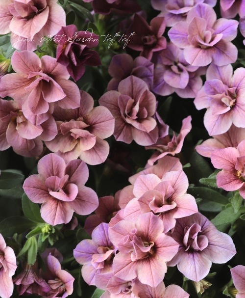 ��ʬ������롪Ȭ�ź餭����֥饳�����ƥ��ե��������֥롡����ƥ��������꡼���� No.62