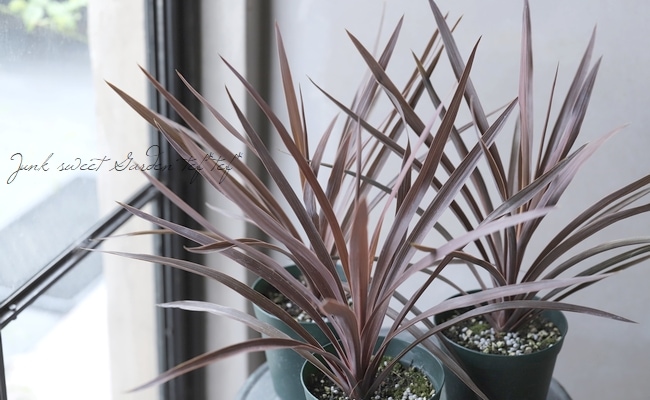 コルジリネ 『レッドスター』 | すべての商品 | | Junk sweet Garden