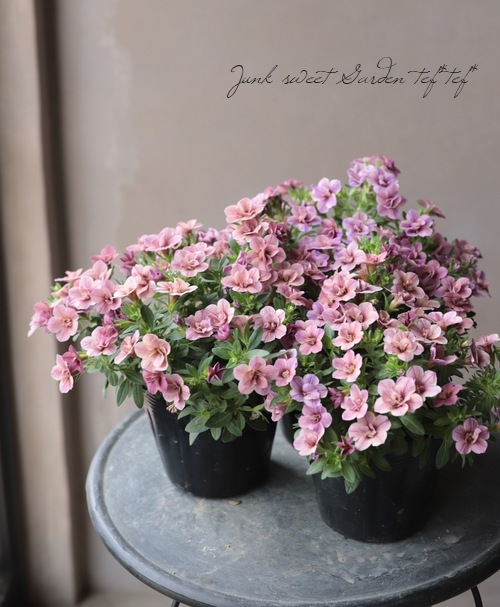 ��ʬ������롪Ȭ�ź餭����֥饳�����ƥ��ե��������֥롡����ƥ��������꡼���� No.62