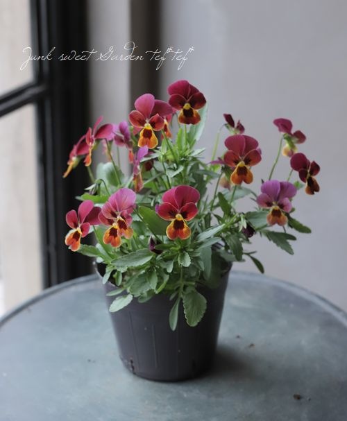 ビオラ ビビシリーズ 『マンゴーアンティーク』 変わり咲き【B