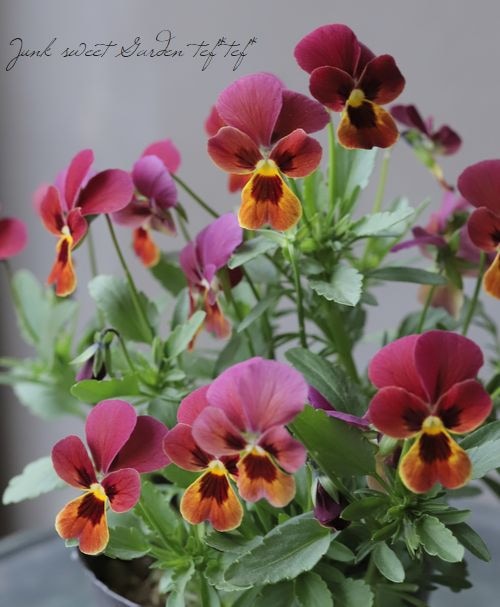 ビオラ ビビシリーズ 『マンゴーアンティーク』 変わり咲き【B