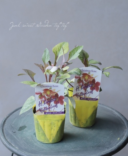 ��¼��ݡ����ꥹ�ޥ����������إ����������������ǥ�꡼�ա�