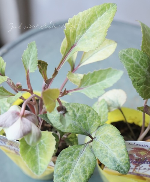 ��¼��ݡ����ꥹ�ޥ����������إ����������������ǥ�꡼�ա�