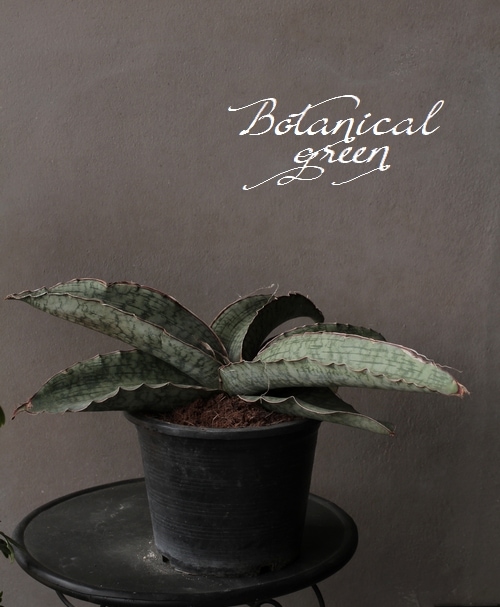 サンスベリア キルキー スーパークローン 引き取りに来ていただける方限定