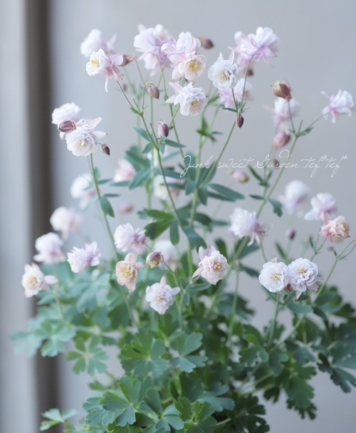 ���Υ����ޥ�����Ȭ�ť���ƥ������ԥ󥯡��ۥ磻�ȡ� ��4������å�ȭ A�����ס�