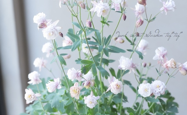 西洋オダマキ 『八重アンティークピンク～ホワイト』 【4寸スリット鉢