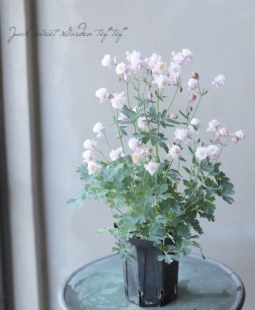 西洋オダマキ 八重アンティークピンク ホワイト 4寸スリット鉢 Aタイプ すべての商品 Junk Sweet Garden Tef Tef