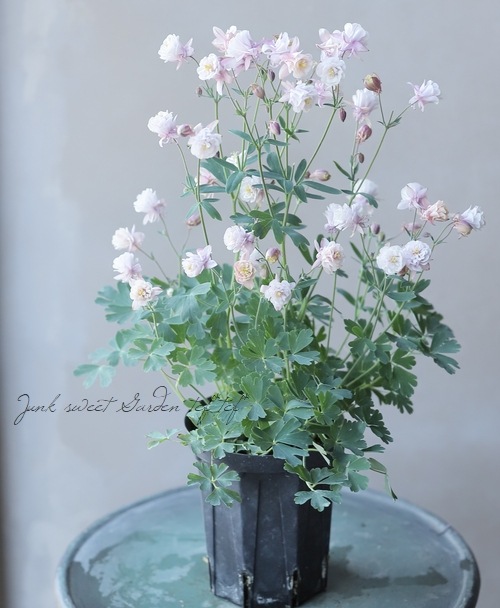 西洋オダマキ 『八重アンティークピンク～ホワイト』 【4寸スリット鉢