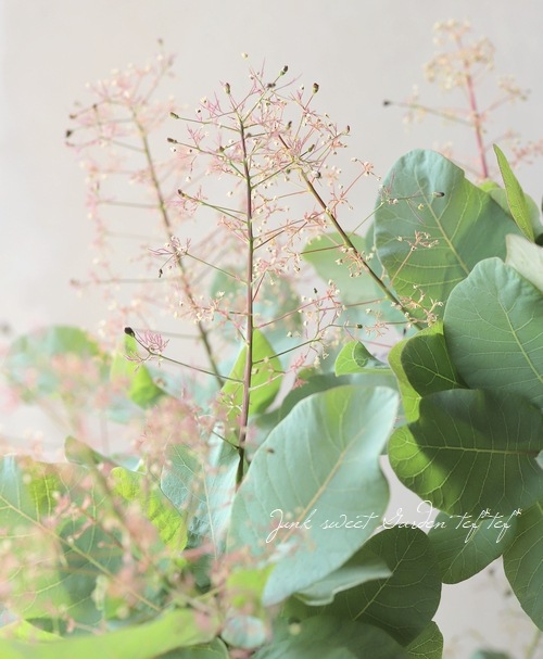 mikateaさん確認用　スモークツリー　オールドファッション mikateaさん確認用 スモークツリー オールドファッション mikateaさん