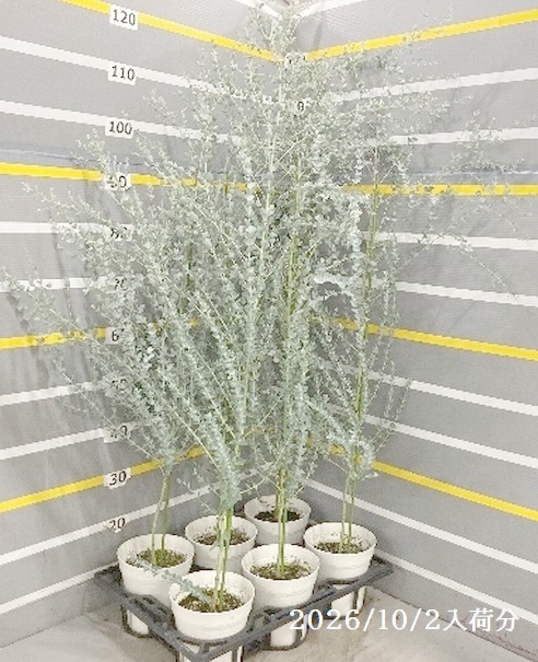 ���ե桼���ꡡ�إࡼ��饰�����