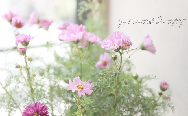 八重咲きコスモス『ダブルクリック』 お色MIX | すべての商品 | | Junk