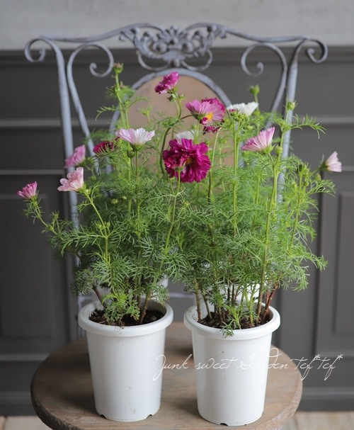 八重咲きコスモス『ダブルクリック』 お色MIX | すべての商品 | | Junk