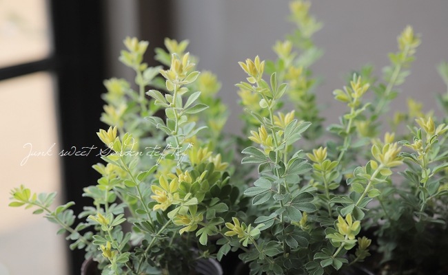 �����������إ֥�ॹ�ȡ���١��٤�����ʬ������롪