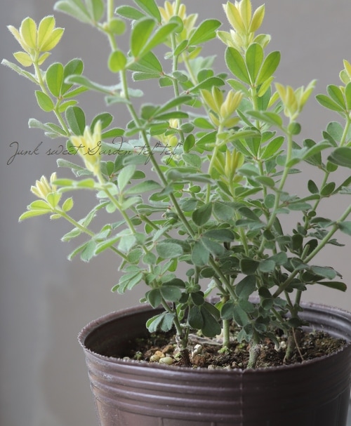 もふもふ⭐️⭐️⭐️ロータス　プリムストーン　抜き苗 ⭐️⭐️⭐️ もふもふロータス プリムストーン 抜き苗 【公式通販】