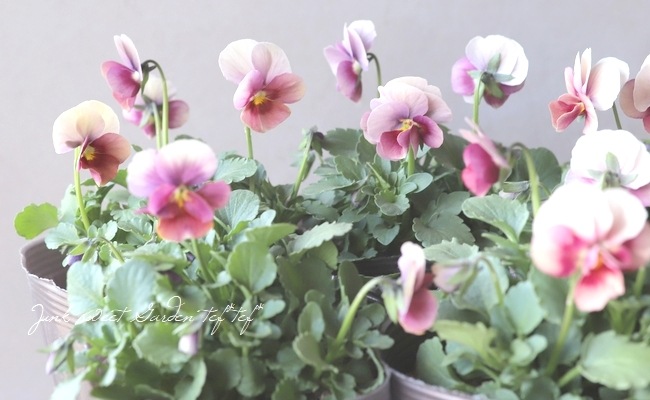 ☆みもとビオラ 『チェリーランド』 | すべての商品 | | Junk sweet