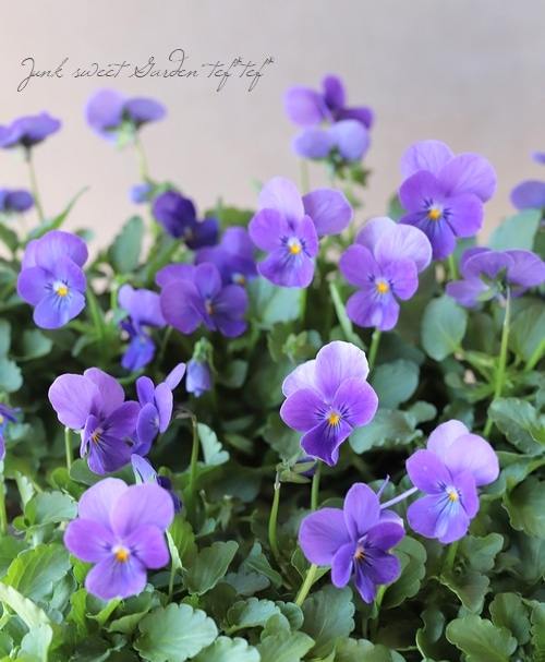 15_000000018436.jpg?1678209903