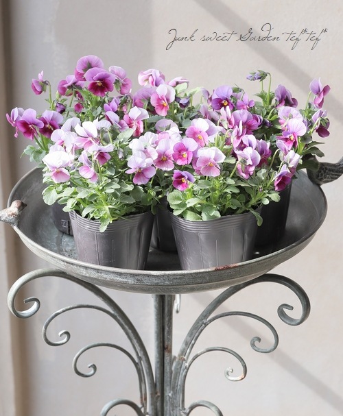 ☆みもとビオラ 『チェリーランド』 | すべての商品 | | Junk sweet