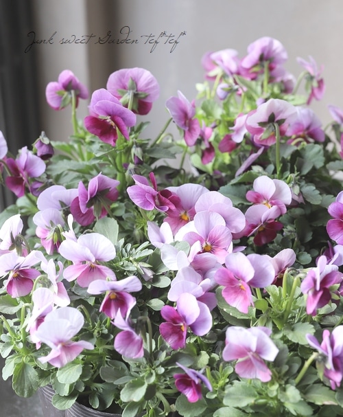 ☆みもとビオラ 『チェリーランド』 | すべての商品 | | Junk sweet