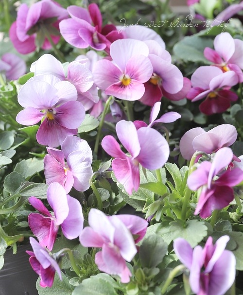 ☆みもとビオラ 『チェリーランド』 | すべての商品 | | Junk sweet