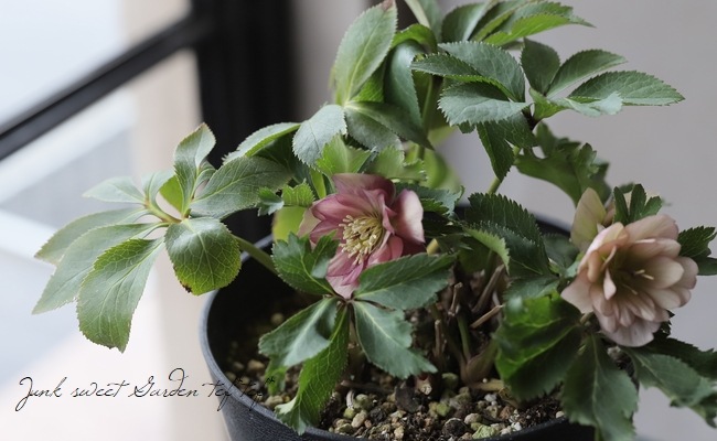 クリスマスローズ 小輪デュメ系 『ゴールド ハイブリッド dd』 No.J