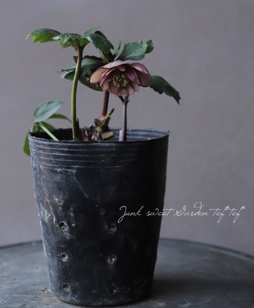 クリスマスローズ 小輪デュメ系 『ゴールド ハイブリッド dd』 No.J