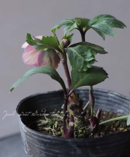 クリスマスローズ 小輪デュメ系 『ゴールド ハイブリッド dd』 No.J