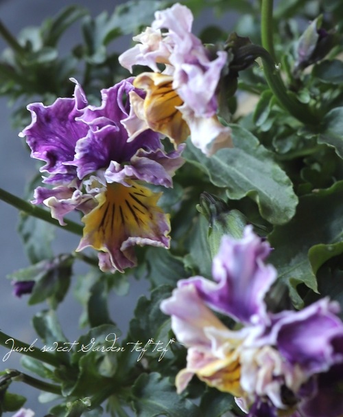 進化を続ける育種家ビオラ 『evolve spark -エボルベスパーク-』 No.2