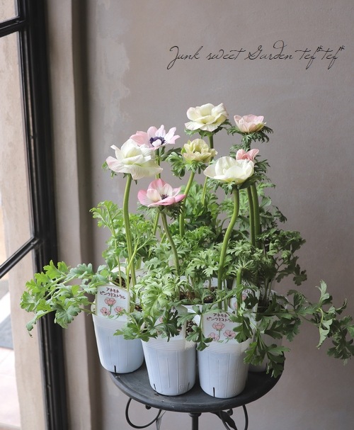 アネモネ ピンクミストラル すべての商品 Junk Sweet Garden Tef Tef