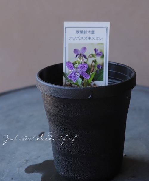 スミレ sumire04_large.jpg