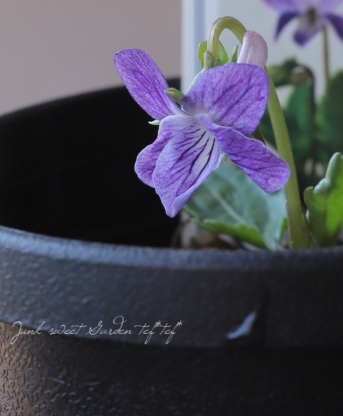 スミレ sumire04_large.jpg