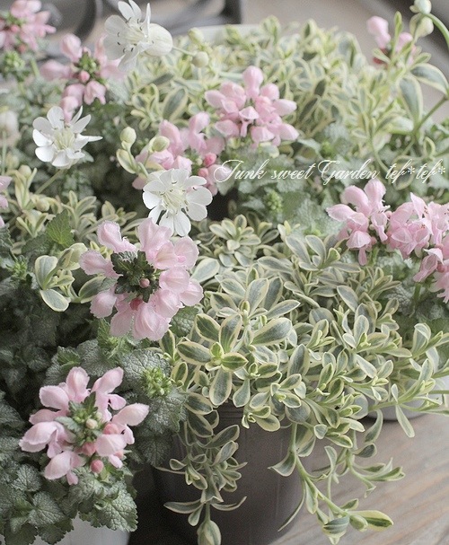 斑入りシレネ ユニフローラ シュネークライト すべての商品 Junk Sweet Garden Tef Tef